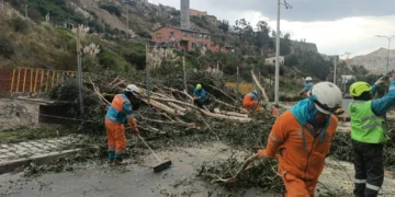 Un árbol de aproximadamente 30 metros colapsó en la avenida Zavaleta de La Paz. FOTO: GAMLP