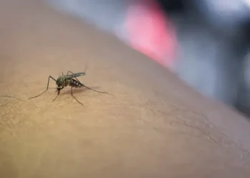 Cochabamba reportó 818 caos de chikungunya. FOTO: Ministerio de Salud