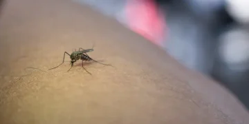 Cochabamba reportó 818 caos de chikungunya. FOTO: Ministerio de Salud