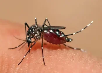 El Sedes Potosí activa emergencia luego de confirmar 29 casos de chikungunya. Foto ilustrativa (RRSS)