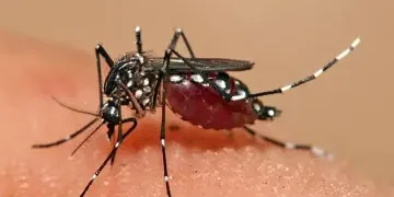 El Sedes Potosí activa emergencia luego de confirmar 29 casos de chikungunya. Foto ilustrativa (RRSS)