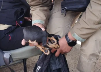 Uno de los cachorros rescatados tenía la cola mutilada. FOTO: GAMEA