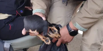 Uno de los cachorros rescatados tenía la cola mutilada. FOTO: GAMEA