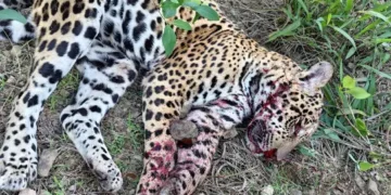 Un jaguar fue víctima de biociidio por comunarios en La Asunta, los Yungas de La Paz. FOTO: ANA