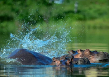 Se busca evitar el sacrificio de loa animales/AFP