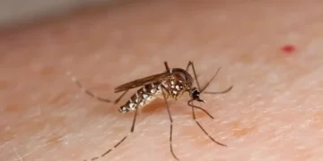 El mosquito aedes aegypti es el transmisor de la enfermedad. FOTO: RRSS