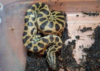 Uno de los reptiles hallados en el operativo/Pofoma