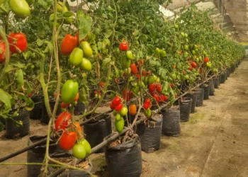 Producción de plantines para la generación de semillas (Iniaf)