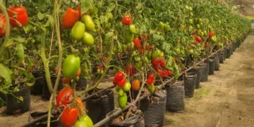 Producción de plantines para la generación de semillas (Iniaf)