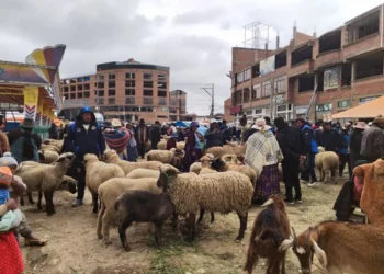 Venta de ganado en la Feria de Ramos de El Alto. FOTO: GAMEA