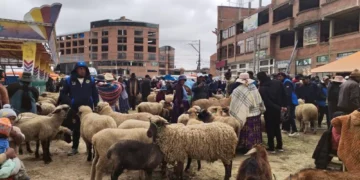 Venta de ganado en la Feria de Ramos de El Alto. FOTO: GAMEA