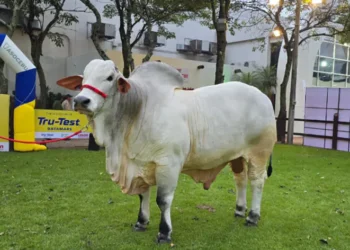 Jaron Fiv LS De Delori - 1235 kg - Raza Nelore - Cabaña Hacienda Nelori