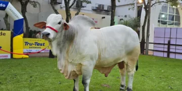 Jaron Fiv LS De Delori - 1235 kg - Raza Nelore - Cabaña Hacienda Nelori