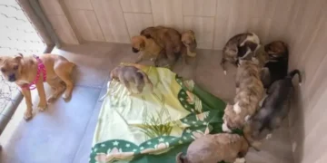 Los cachorros fueron derivados a Zoonosis /Pofoma