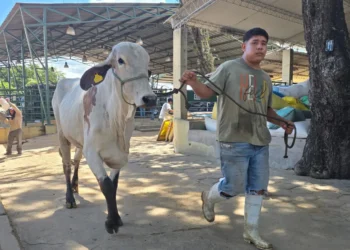 Un bovino que ingresará a exhibición. Foto: Agropecruz - Fexpocruz