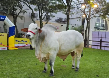 Jarón, el cebuino más pesado de la Agropecruz 2026. Foto: Agropecruz
