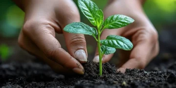 El suelo, base de la vida humana y del 95% de los alimentos que consumimos.
Foto referencial