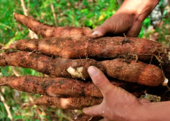 Cosecha de yuca. Foto: Archivo