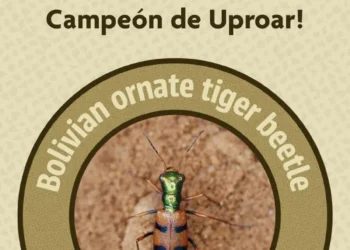 El escarabajo es el ganador en el Desafío de Conservación de Uproar. FOTO: UPROAR