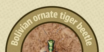 El escarabajo es el ganador en el Desafío de Conservación de Uproar. FOTO: UPROAR