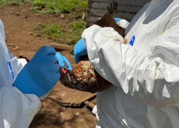 Toma de muestras en una granja avícola chilena. Foto: SAG