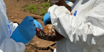 Toma de muestras en una granja avícola chilena. Foto: SAG
