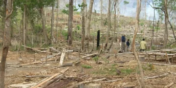 Bolivia vuelve a ocupar el segundo lugar en pérdida de bosques primarios. FOTO: Cámara Forestal de Bolivia