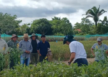 Revisión de cultivos y suelos en un área de producción oriental. Foto: Anapo
