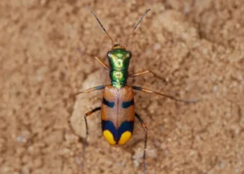 escarabajo