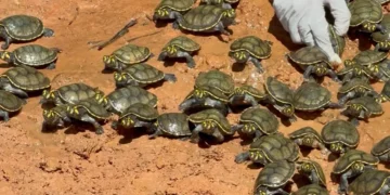 Más de 2.500 tortugas son liberadas para repoblamiento en Manuripi. FOTO: RRSS