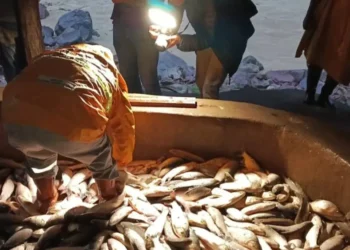 Es la temporada alta en la pesca de sábalo/Radio Soberanía
