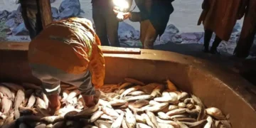 Es la temporada alta en la pesca de sábalo/Radio Soberanía