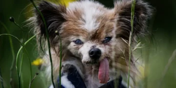 Lazare, un Spaniel Toy Continental Papillon, considerado el perro más viejo del mundo /AFP