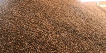 Una producción de castaña en gestiones anteriores. Foto: Cadexnor