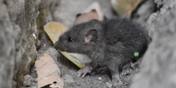 El hantavirus es una enfermedad que se transmite a través de fluidos de roedores. FOTO: RRSS