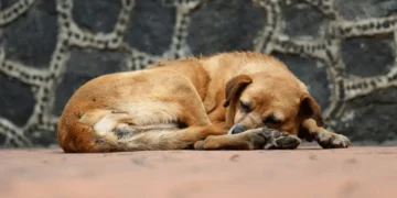 La Alcaldía endurece sanciones para propietarios de mascotas en caso de abandono. FOTO: RRSS