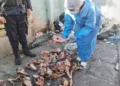 Vecinos de Río Seco hallaron restos óseos presuntamente de canes. FOTO: GAMEA