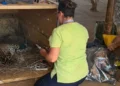 El felino fue monitoreado por veterinarios en todo momento/Armada en Acción