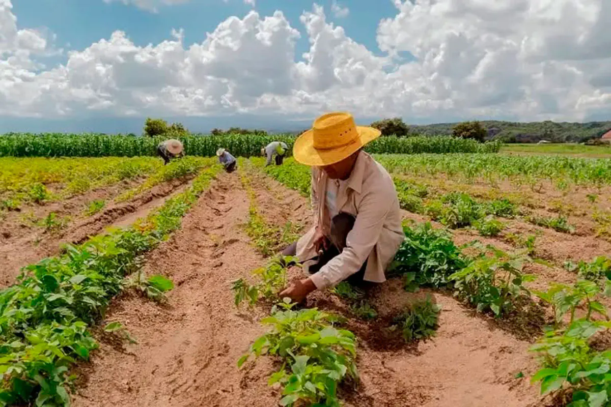 Producción agrícola en los valles cruceños. Foto: Confeagro