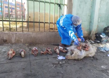 Restos óseos de canes fueron hallados en El Alto. FOTO: GAMEA