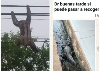 Al menos 10 animales mueren en Beni por falta de auxilio. FOTO: Marco Greminger.