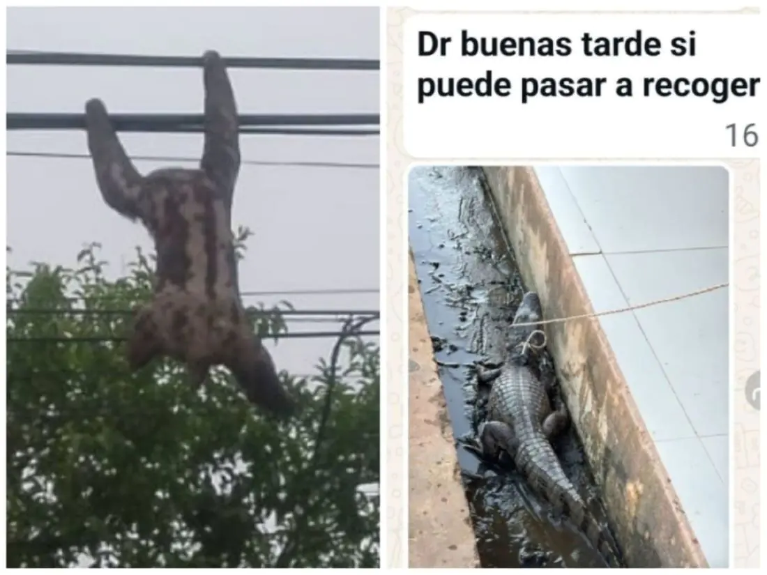 Al menos 10 animales mueren en Beni por falta de auxilio. FOTO: Marco Greminger.