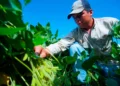 Un agricultor paceño en tareas de cultivo. Foto: ABI