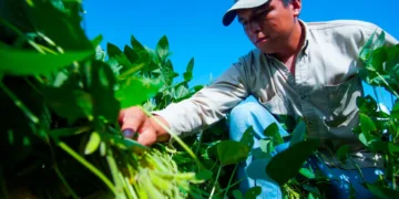 Un agricultor paceño en tareas de cultivo. Foto: ABI